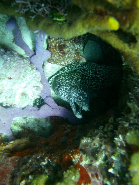 Uma enorme moréia no segundo mergulho do dia em Isla Mujeres, no litoral do Yucatán, no sul do México